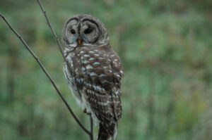 Owl in Tree